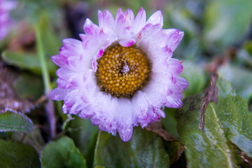 Delicate Ice Crystals Adorn Pink Daisy Petals in Frosty Winter Garden Close-up. Vibrant Yellow...