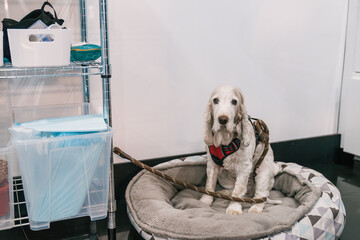 White cocker spaniel sitting on its bed, anxiously waiting for a veterinary visit, showcasing its...