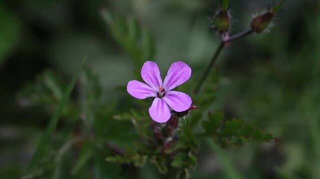 Closeup of a Herb Robert flower, Geranium robertianium. Spring. UK
