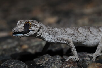 Western spiny-tailed gecko (Strophurus strophurus)