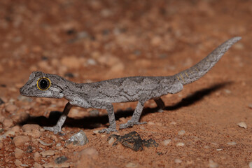 Western spiny-tailed gecko (Strophurus strophurus)