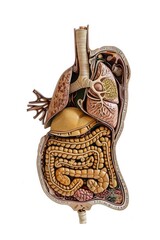 detailed anatomical drawing of human
