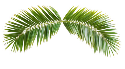 Obraz premium Lush green palm fronds, symmetrically arranged, isolated on black background. Detailed texture visible