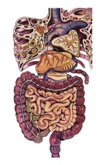 detailed anatomical drawing of human