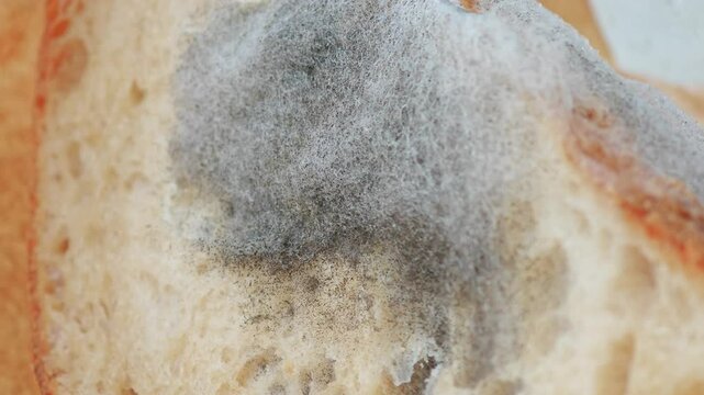 The picture of a moldy bread. Rotten and uneatable.