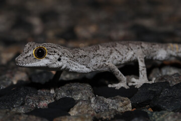 Western spiny-tailed gecko (Strophurus strophurus)
