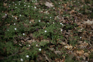 moss on the grass