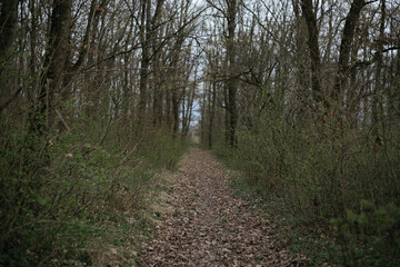 Fototapeta premium path in the forest