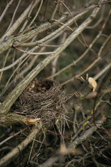 bird nest on a tree
