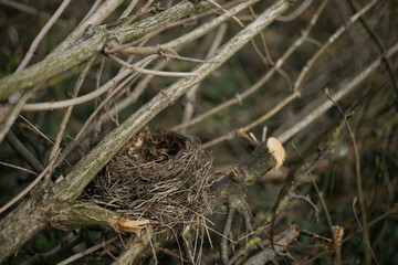 bird in the forest