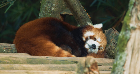 Cute Red Panda Face Close-up View. Red Panda Resting And Falls Asleep. Ailurus Fulgens Or Lesser Panda Is Small Mammal Native To The Eastern Himalayas And Southwestern China. Red Pandas Are Also