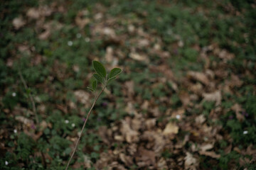 grass in the grass