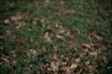 green grass in the wind