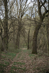 Obraz premium path in the forest