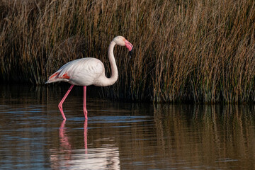 Flamant rose dans une mare