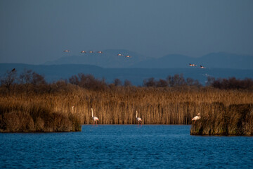 Paysage de Camargue avec des flamants roses