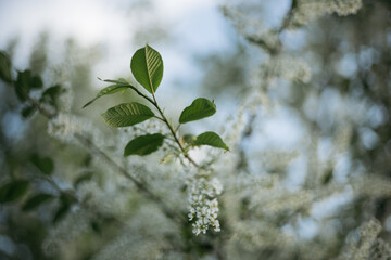 green leaves of the sky