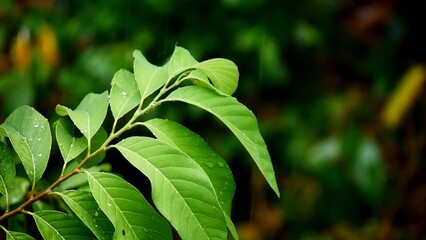 Vibrant Green Leaves: Lush, vibrant green leaves glistening with morning dew on a branch, showcasing the beauty of nature's details.