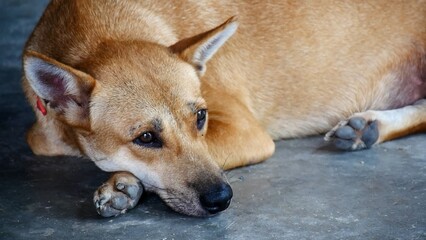 Resting Dog: A light brown dog lies on the ground, resting its head on its paws, its eyes cast downward in a thoughtful or pensive mood. The dog's expression evokes a sense of calm contemplation.