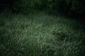 green grass in the wind
