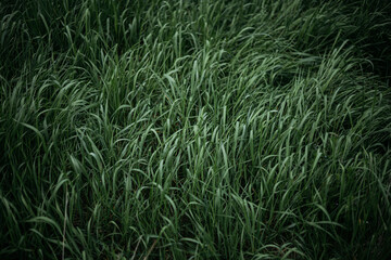 green grass background