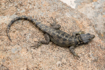 Female Darkensberg Crag Lizard at Tenahead showing it bulbous cheeks and overall dull colour