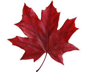 Close-Up of a Vibrant Red Maple Leaf Isolated on a Transparent Background
