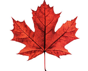 Close Up of Sparkling Red Maple Leaf Isolated on a Transparent Background Displaying Autumn Beauty