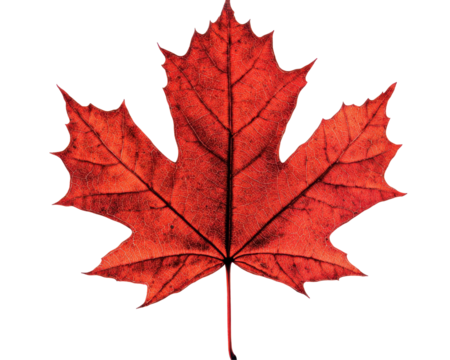 Close Up of Sparkling Red Maple Leaf Isolated on a Transparent Background Displaying Autumn Beauty
