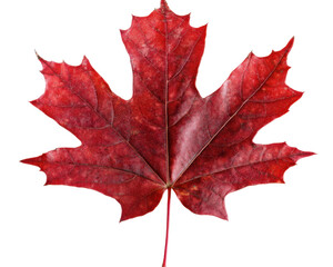 Obraz premium Closeup of a Vibrant Red Maple Leaf Isolated on a Transparent Background