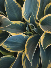 A close-up of the variegated leaves of a 'First Frost' Hosta plant