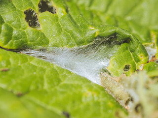A silk chamber of a leaf curling sac spider