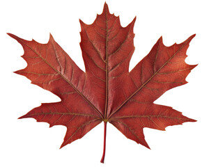 Fototapeta premium Vibrant Red Maple Leaf Displaying Stunning Texture and Detail on Transparent Background