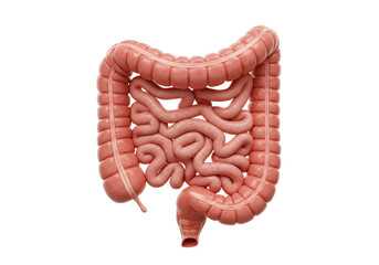 Human digestive tract anatomy illustration