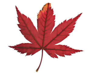 Vibrant Red Maple Leaf on Transparent Background Capturing the Essence of Autumn Nature