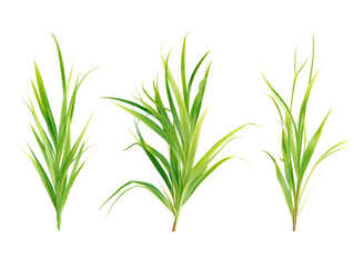 Fototapeta premium Three Lush Green Grass Sprigs Isolated on Transparent Background, PNG