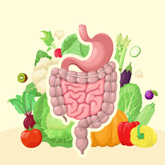 The organs of the digestive system on the background of vegetables and fruits. Proper nutrition. Intestines and stomach. Vector.