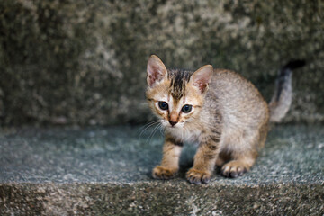 Stray kitten on weathered concrete stairs