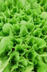 Green leaf vegetable seedlings, natural background.