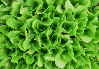 Green leaf vegetable seedlings, natural background.