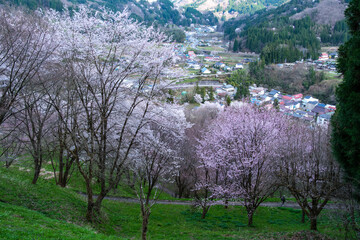 桜と山並み
