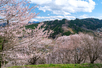 桜と山並み