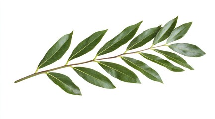 Fototapeta premium Fresh laurel leaves, vibrant green, stem with leaves arranged in a row, isolated on white background