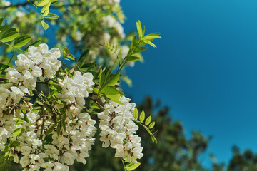 blooming acacia against the background of a bright summer sky, copy space for a vacation invitation or natural cosmetics advertising, bright white acacia flowers on lush green foliage