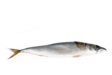 The fish on a white background