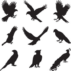 Collection of bird silhouettes eagles falcons parrot and peacock in flight and standing