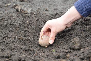 A female gardener plants organic potatoes in her vegetable garden.