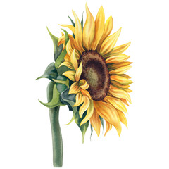 Sunflower on an isolated background. Hand-painted watercolor illustration of autumn flowers. Botanical flower painting in rustic style. A clipart for invitations and postcards.