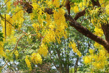 Blühender Goldregen aus Zimbabwe