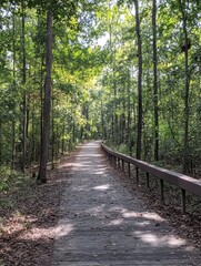 Wooded Trail: A Scenic Fall Path along the American Tobacco Trail in North Carolina